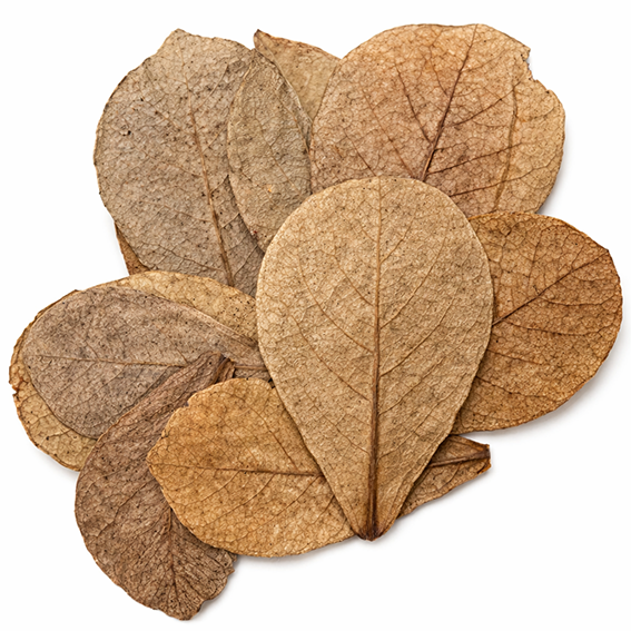 dried indian almond leaves indonesia aquarium supplier bulk export